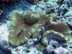 taken on john brewer reef, nikon coolpix 3100 no strobe. ... by Isaac Wall 